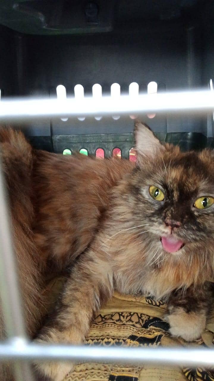 persion cat 0