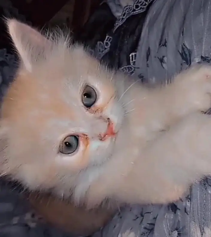 kitten 