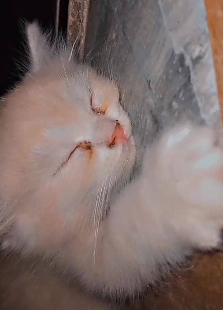 kitten  1