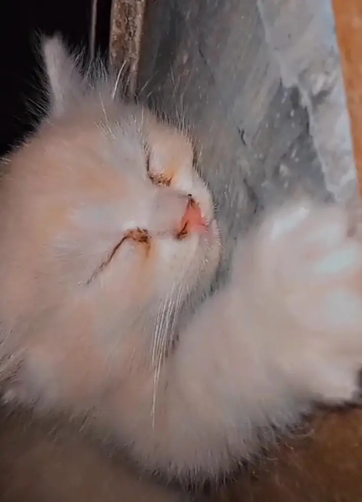kitten  — photo 2