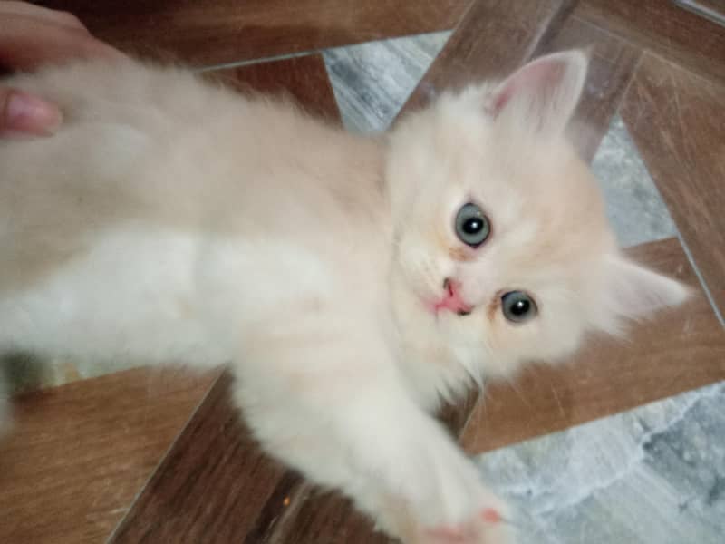 kitten  2