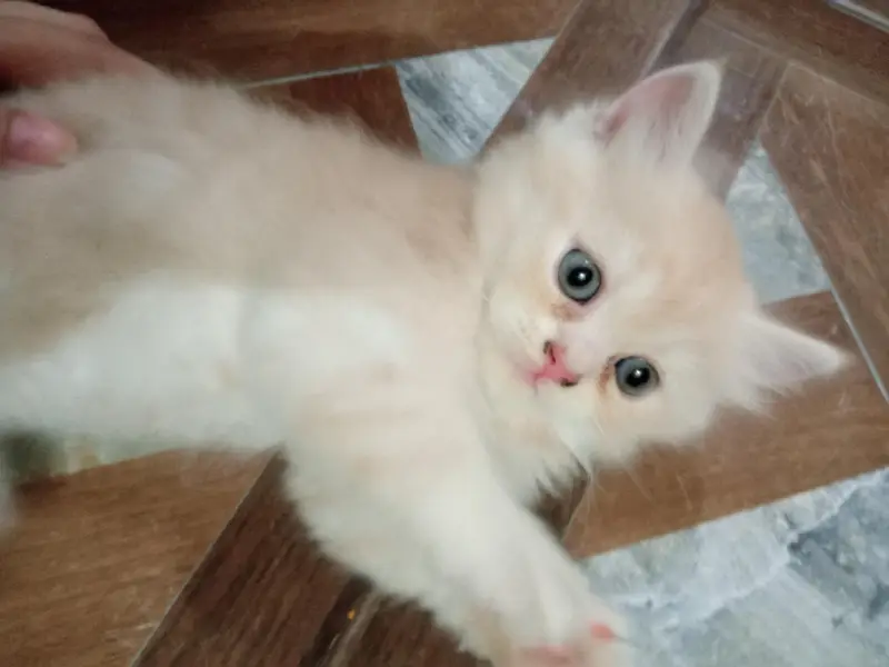 kitten  — photo 3