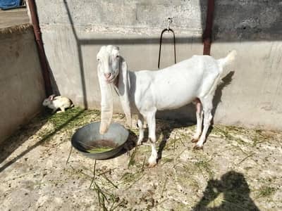 gulabi bakri for sale