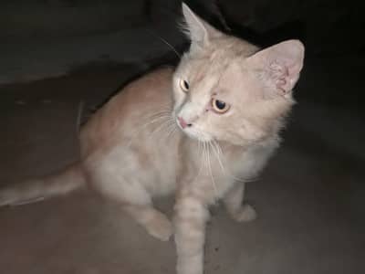 For sale cats male
