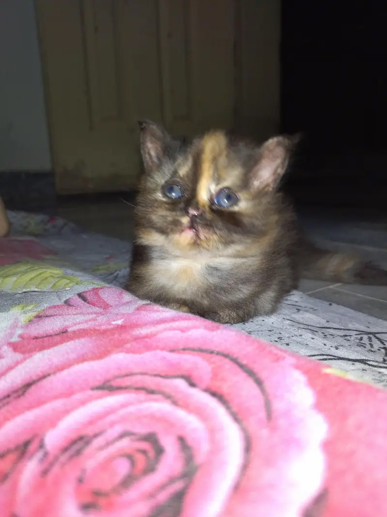 Royal Fluff Exotic Triple Coat Persian Kittens — photo 2