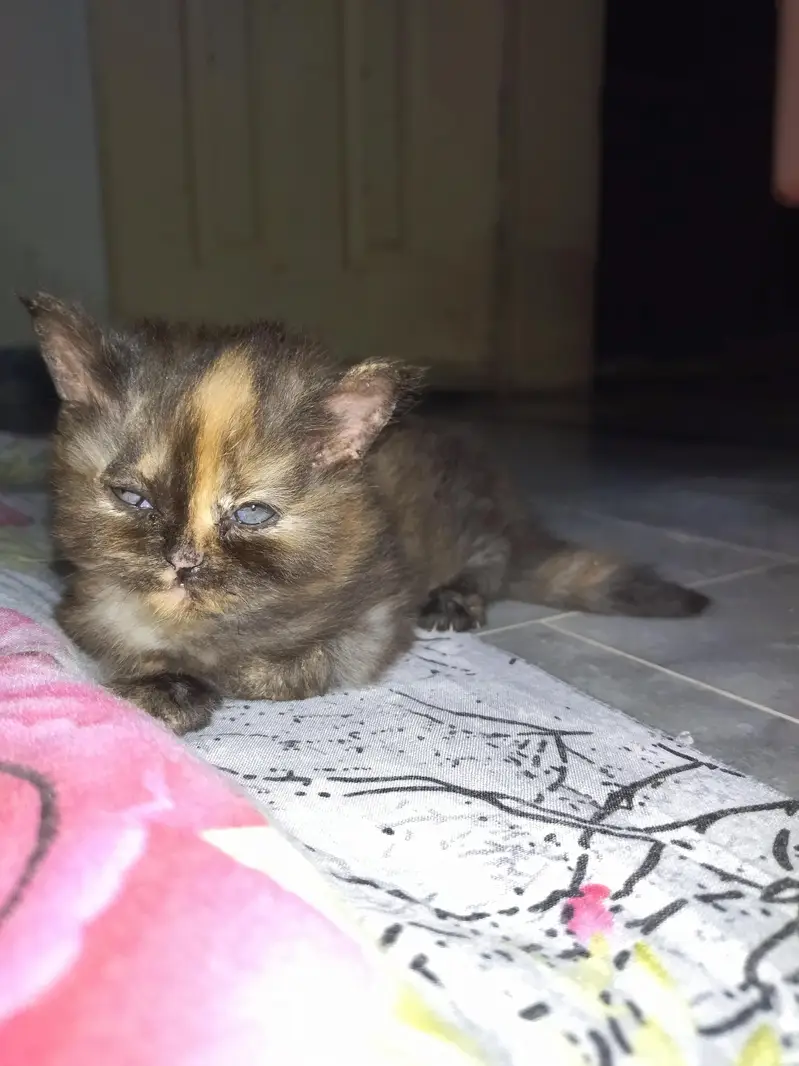 Royal Fluff Exotic Triple Coat Persian Kittens — photo 3