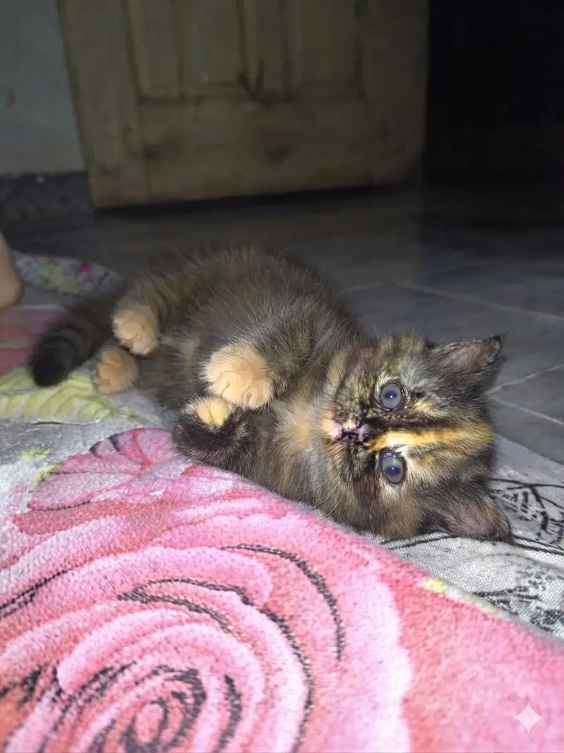 Royal Fluff Exotic Triple Coat Persian Kittens — photo 5