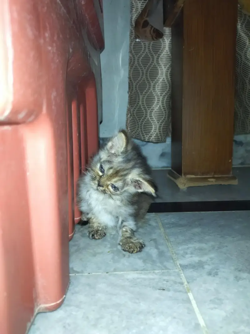 Royal Fluff Exotic Triple Coat Persian Kittens — photo 6