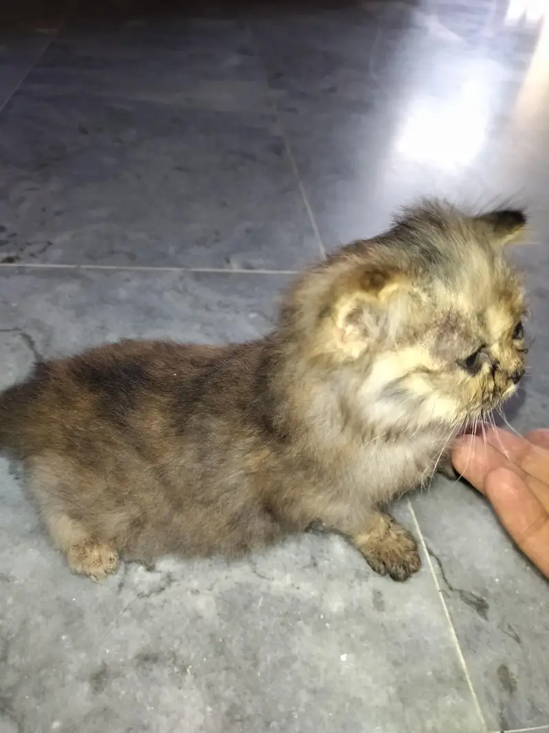 Royal Fluff Exotic Triple Coat Persian Kittens — photo 7
