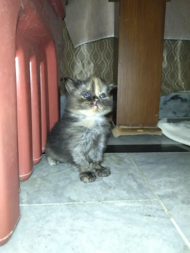 Royal Fluff Exotic Triple Coat Persian Kittens — photo 8