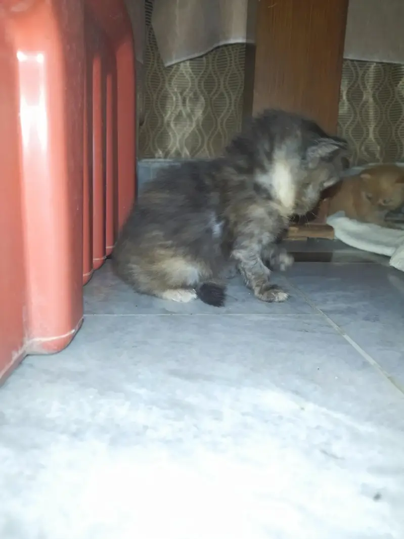 Royal Fluff Exotic Triple Coat Persian Kittens — photo 9