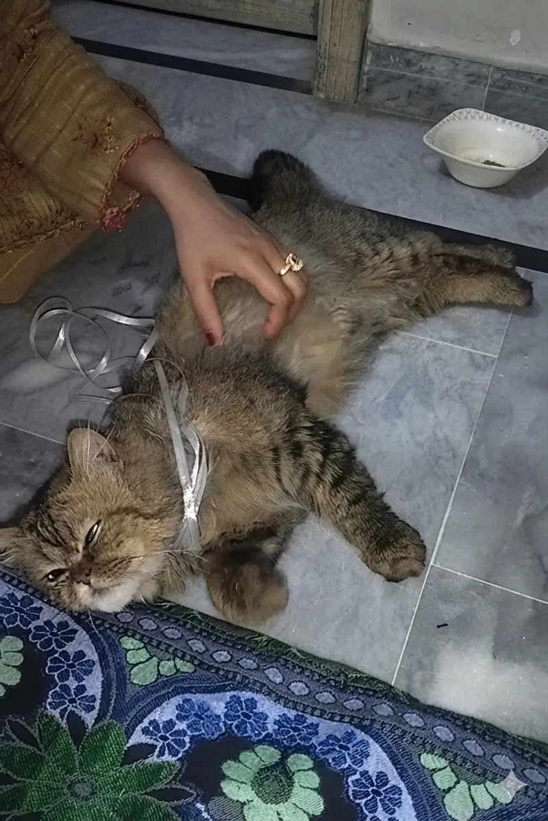 Royal Fluff Exotic Triple Coat Persian Kittens — photo 11