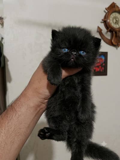 Persian kitten/ Tripple coated persian kitten/  persian Grey kitten/pu