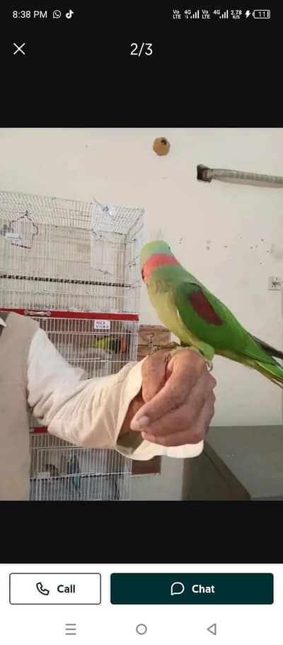 raw parrot for sale and time vaccinations ok bhi