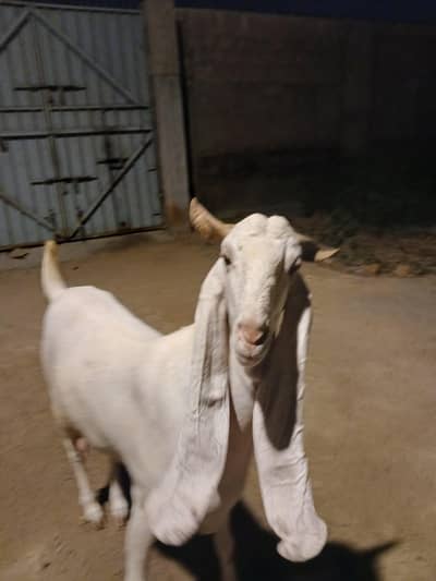 Gulabi Bakri For Sale