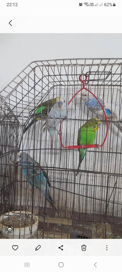 Australian parrots