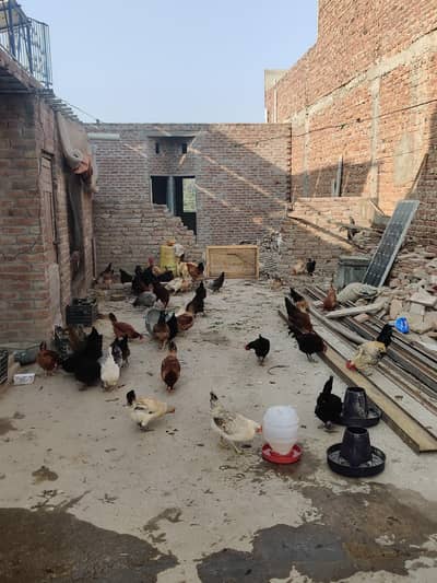 golden misri hens for sale