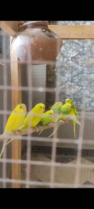 budgie parrots for sale