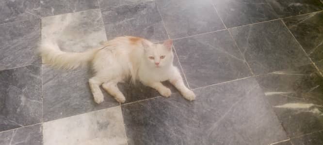 Male cat