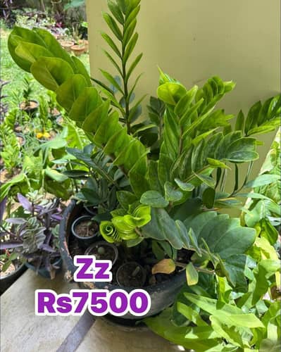 plant available DC free DHA areas