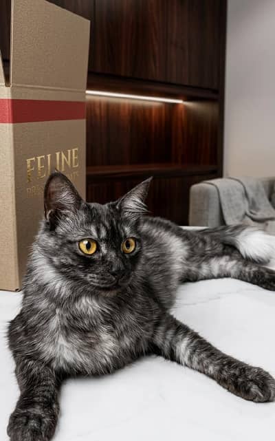 Persian Cat For Sale With Her 4 Kittens!