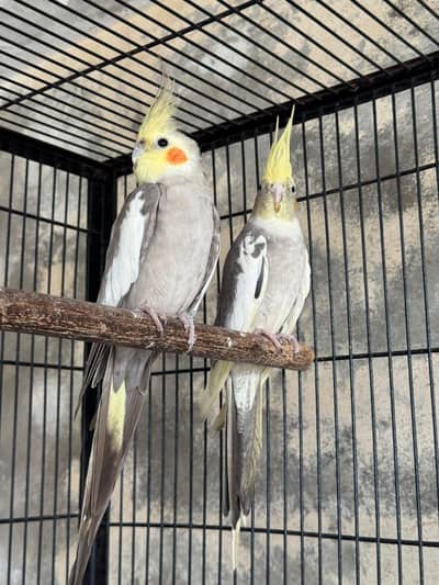 urgant cocktail pair for sale
