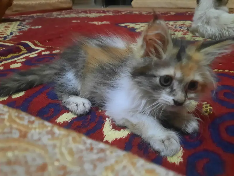 Persian kittens [ 3k each final]