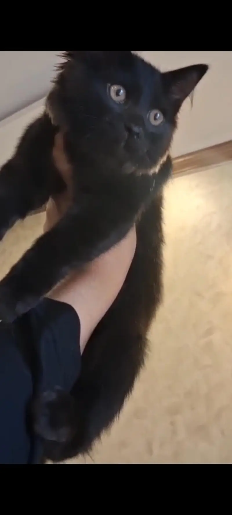Persian kittens [ 3k each final] — photo 2