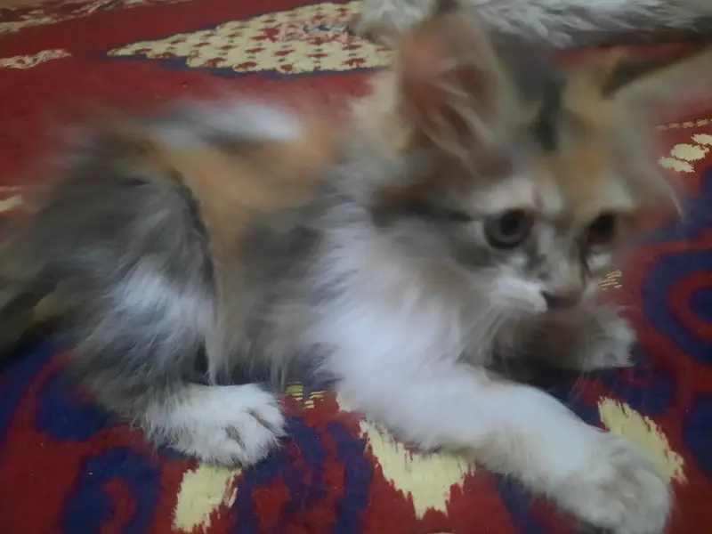 Persian kittens [ 3k each final] — photo 3