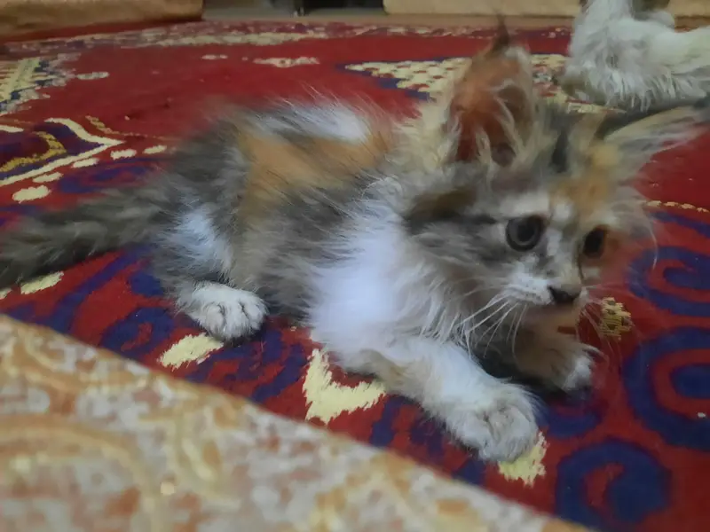 Persian kittens [ 3k each final] — photo 4