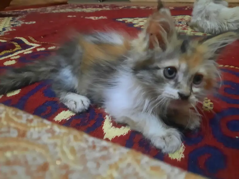 Persian kittens [ 3k each final] — photo 5