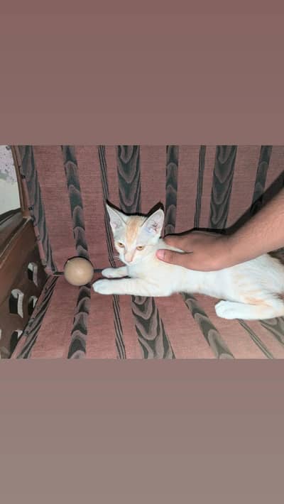 Persian cat | Single coted |
