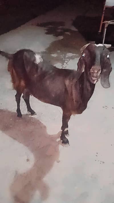 Beautiful Bakri For sale with 1 kg milk. . . . . .