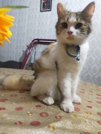 Persian Cat