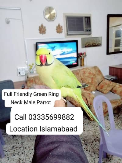 Hand Tamed Full Friendly Green Ring Neck Male Parrot Jumbo Size