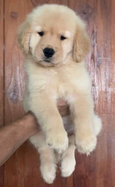 golden retriever