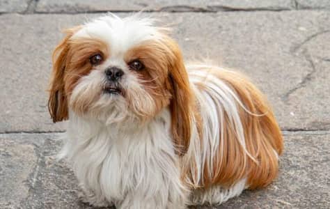 Shihtzu puppies 92@330*540*6115
