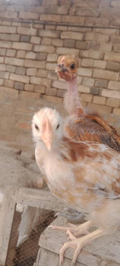 golden misri chicks for sale