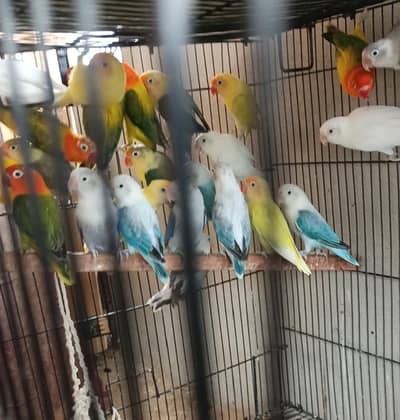 Love birds