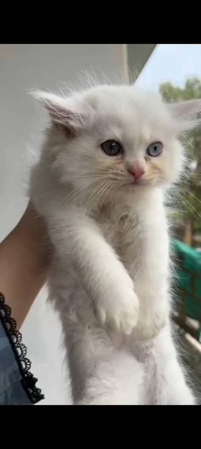 kitten all trained food and litter training as well