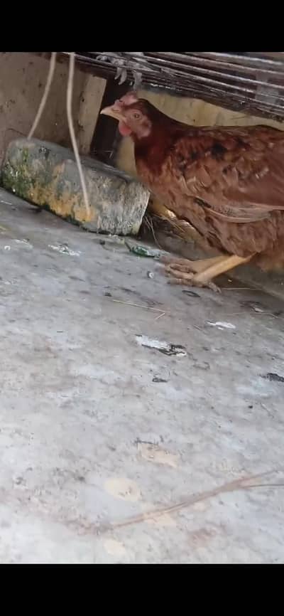 2 pure desi hen for sale eggs  ki guarantee  rate munasib ho jayeg