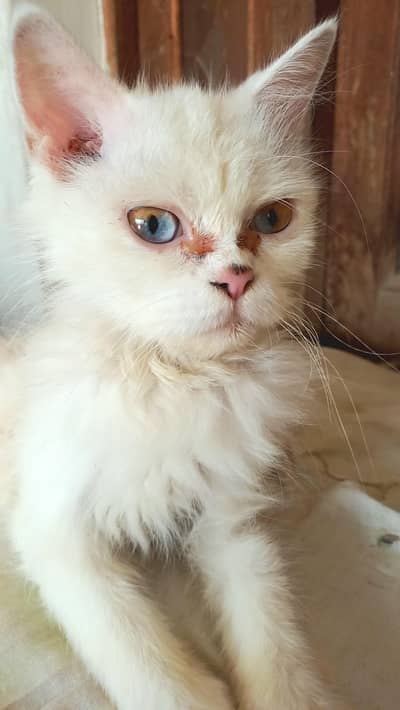 persian punch face cat