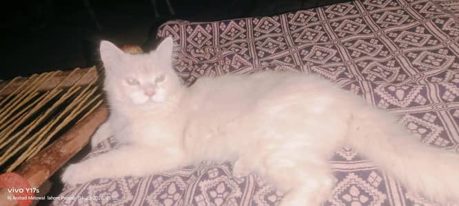beautiful cat
