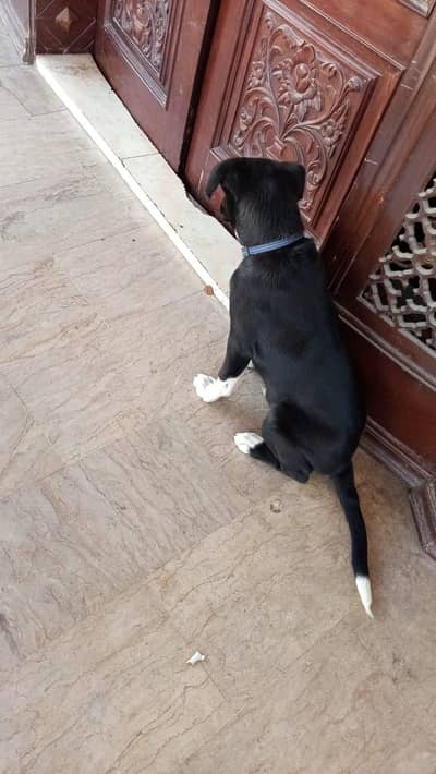 labra dog