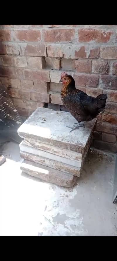 Desi murgi hen or murga  egg lying