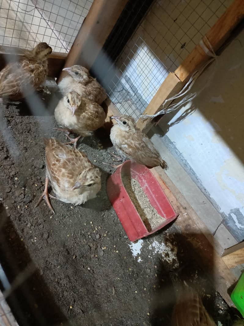 Irani teeter Chicks 1