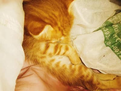 teen cat ke bacche Hain chote chote