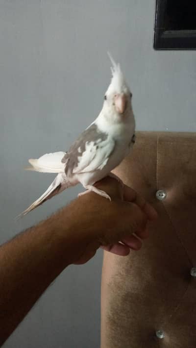 cocktiel self chick