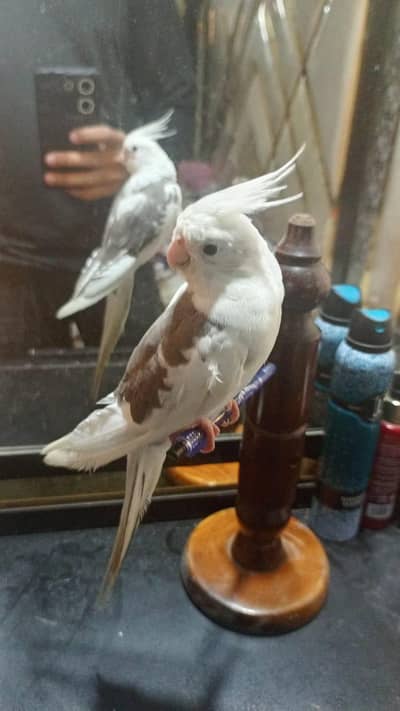 hand tame cocktiel self chick/ Bajri Breeding Pair