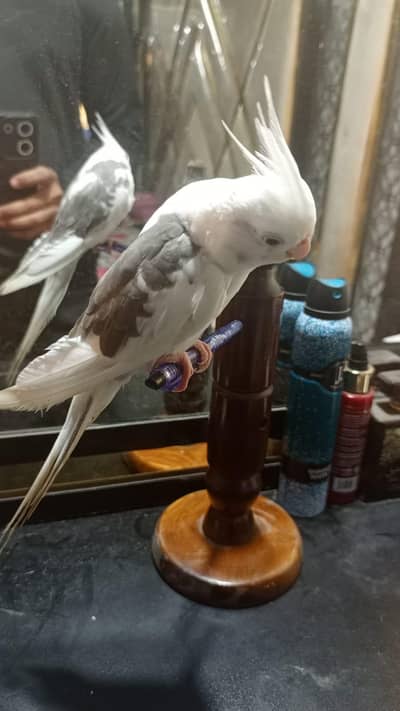 Hand Tame cocktiel (self)  +  Bajri Breeding Pair